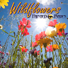 Wildflowers CD